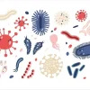 microorganism